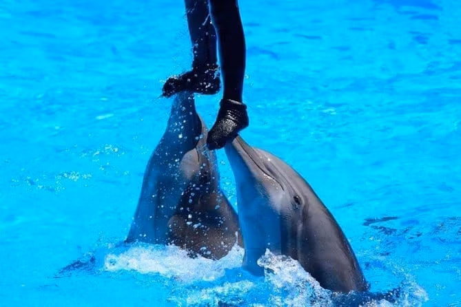 Дельфинарий