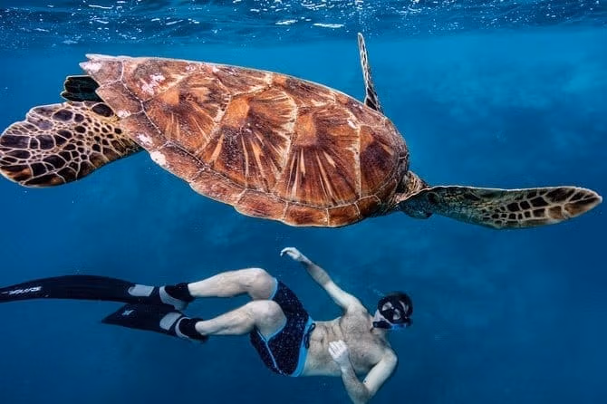 Абу Дабаб — пляж гигантских черепах