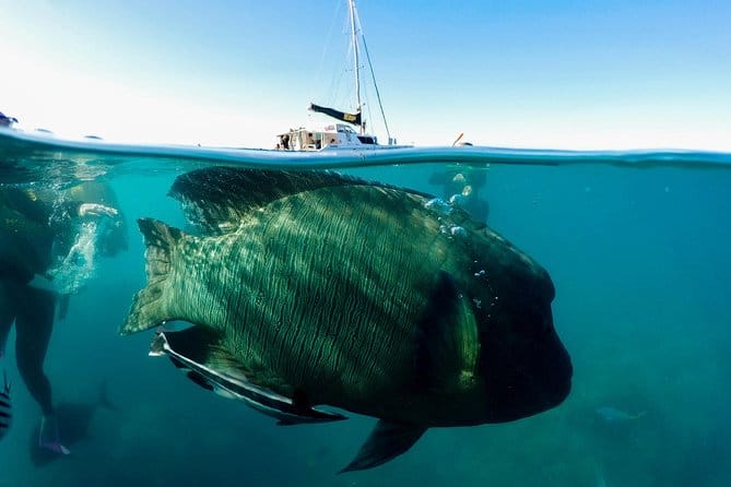 Остров Парадайз (Hula Hula) с дайвингом — изображение 6