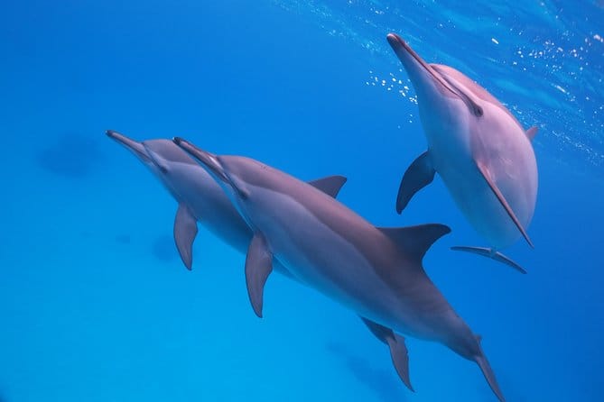 Остров Парадайз (Hula Hula) с дайвингом — изображение 4