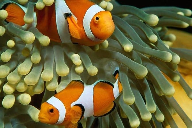 Остров Парадайз (Hula Hula) с дайвингом — изображение 8